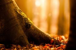 开云平台-厄德高一锤定音，皇家社会客场带走里昂